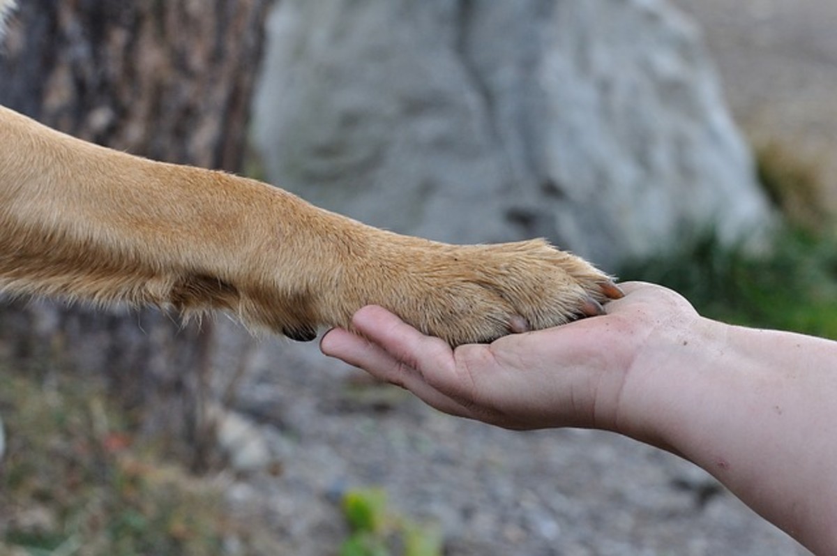 Owner and Dog Holding Hands