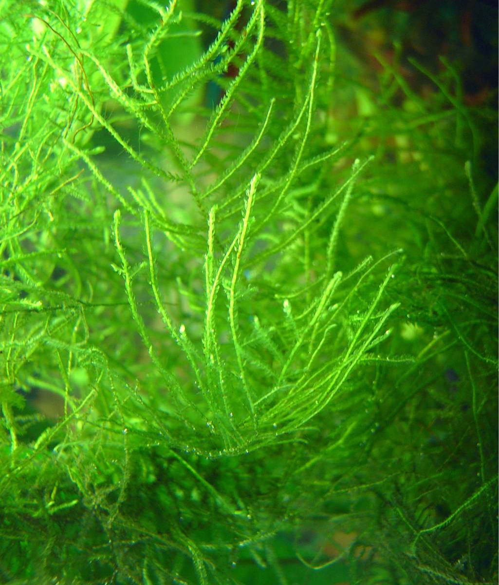 Java Moss is often used in aquariums. Goldfish will chew on moss, but moss replenishes quickly.