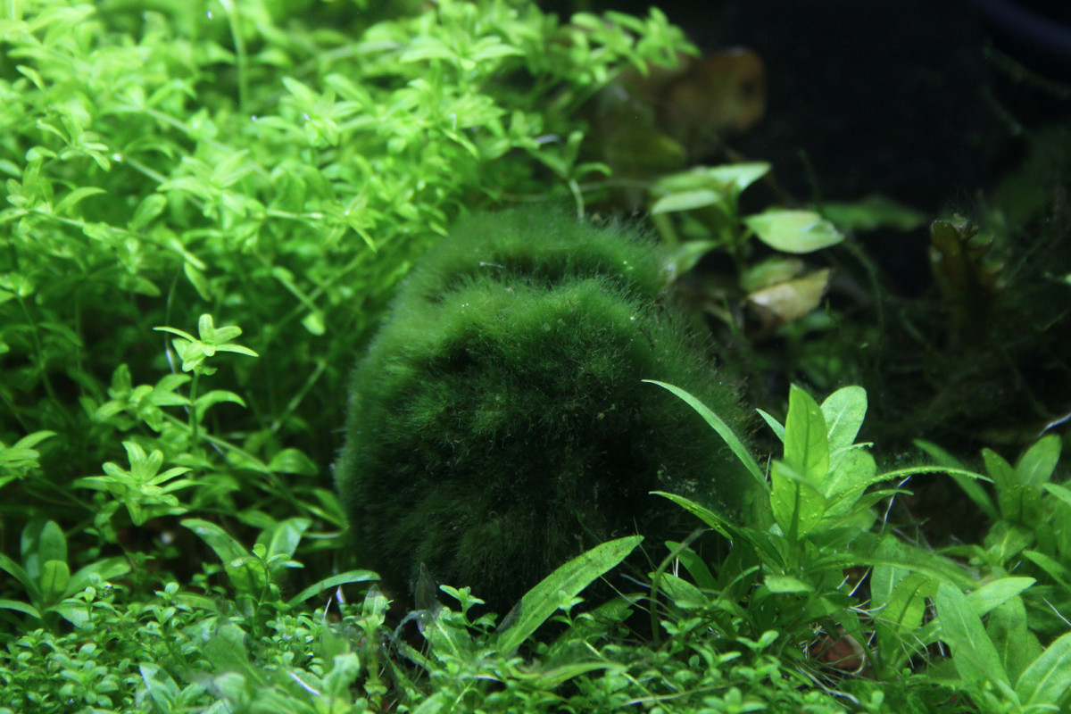 The Marimo ball helps maintain water quality in the aquarium. It is also a ball of fun for fish.