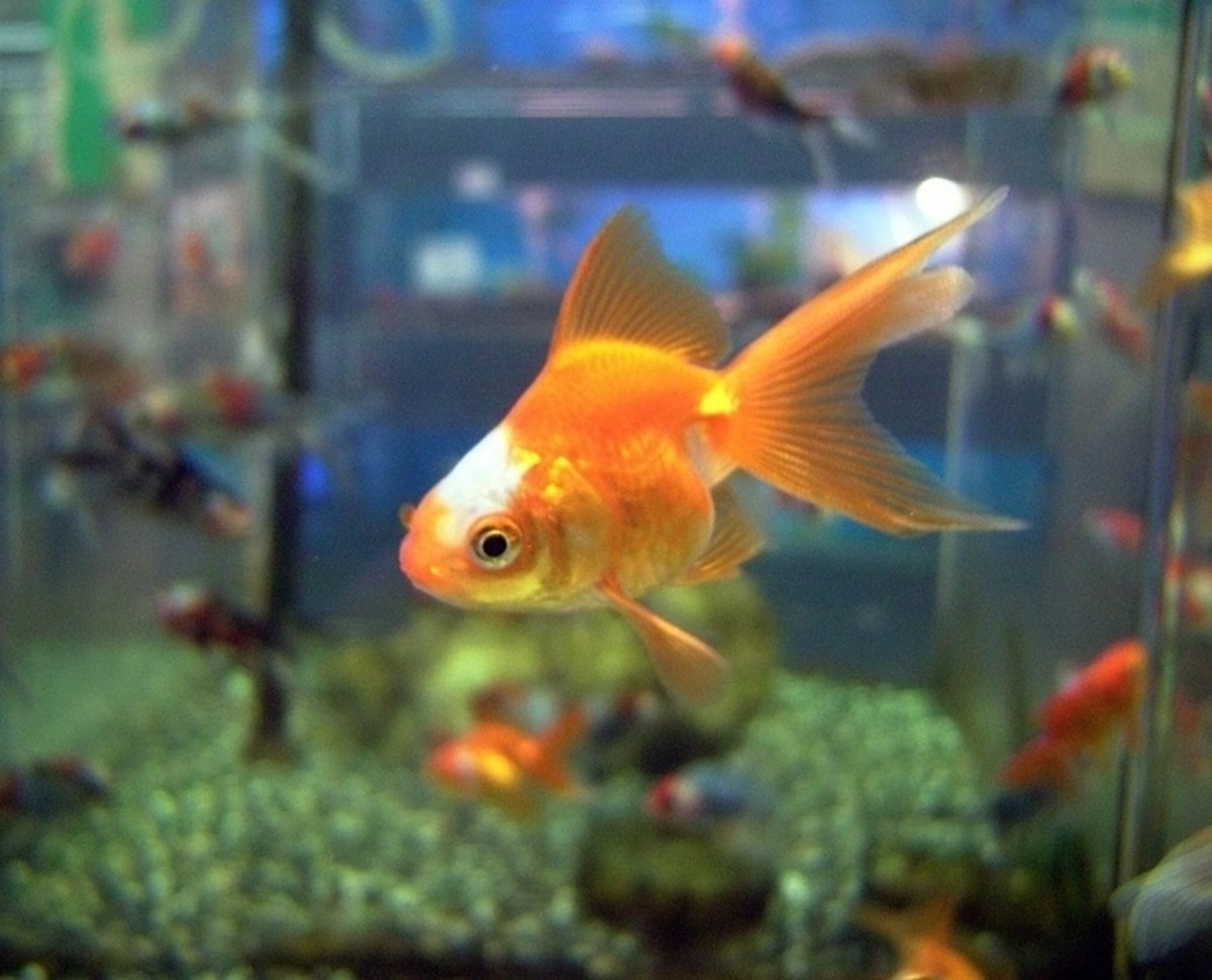 the-best-aquatic-plants-for-goldfish
