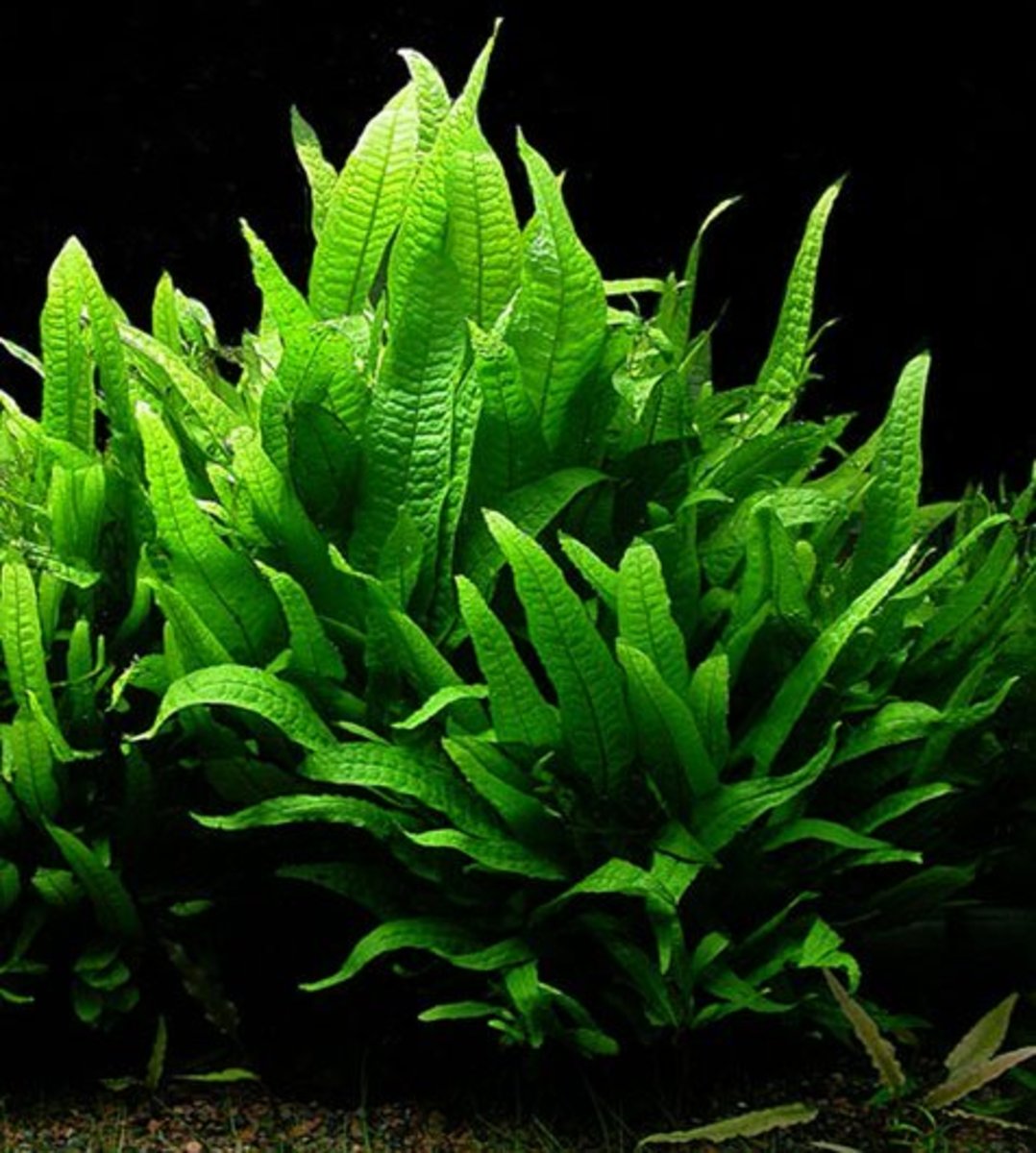 Java Fern is an excellent plant to keep in an aquarium. Goldfish do not chew on this plant. Do not place Java Fern in substrate, it will rot.