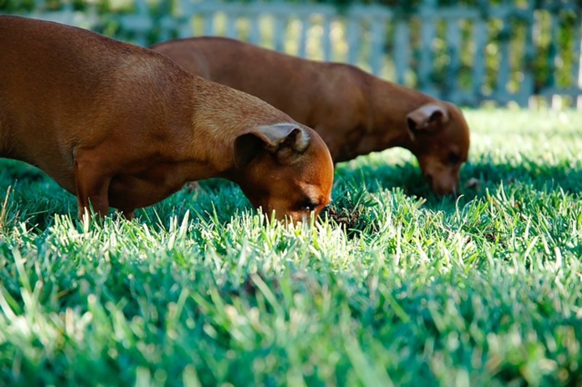 The bad habit of eating poop can lead your dog to a large number of health conditions in the long run.