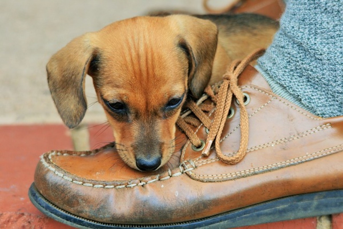 Puppy chewing shoe.