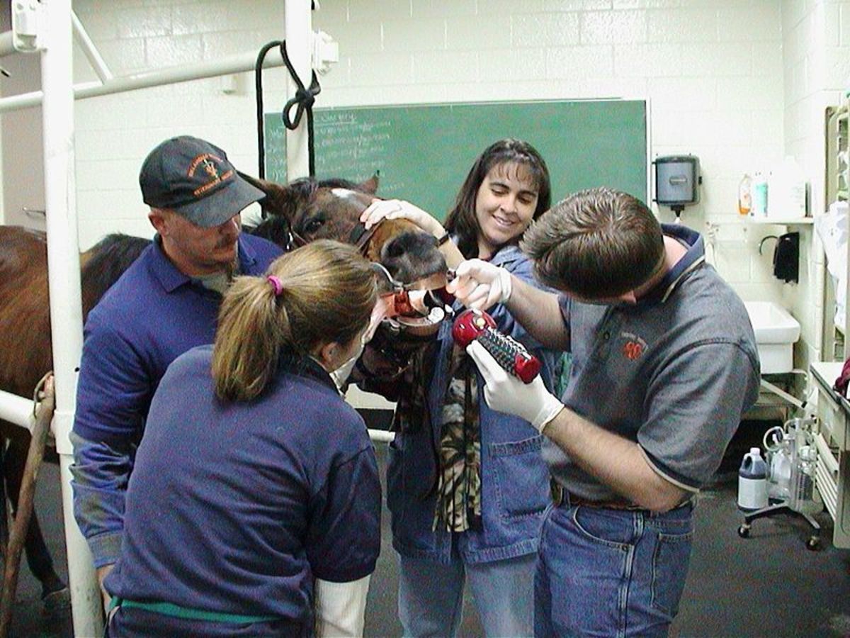 The veterinary team plays a primary role in the rehabilitation of neglected horses.