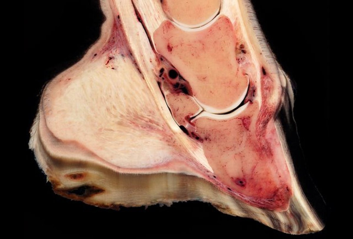 Sagittal section of a hoof with severe laminitis.