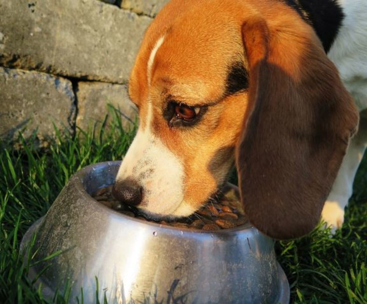 If your dog is suddenly not hungry when they usually would be, something is not right.