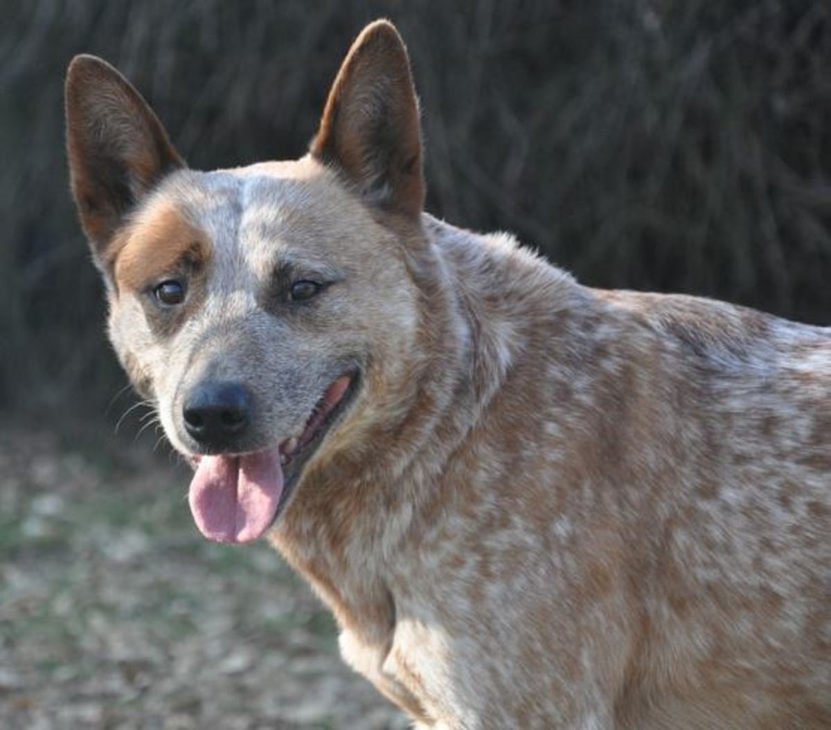 Large Cattle Dog - Photos All Recommendation