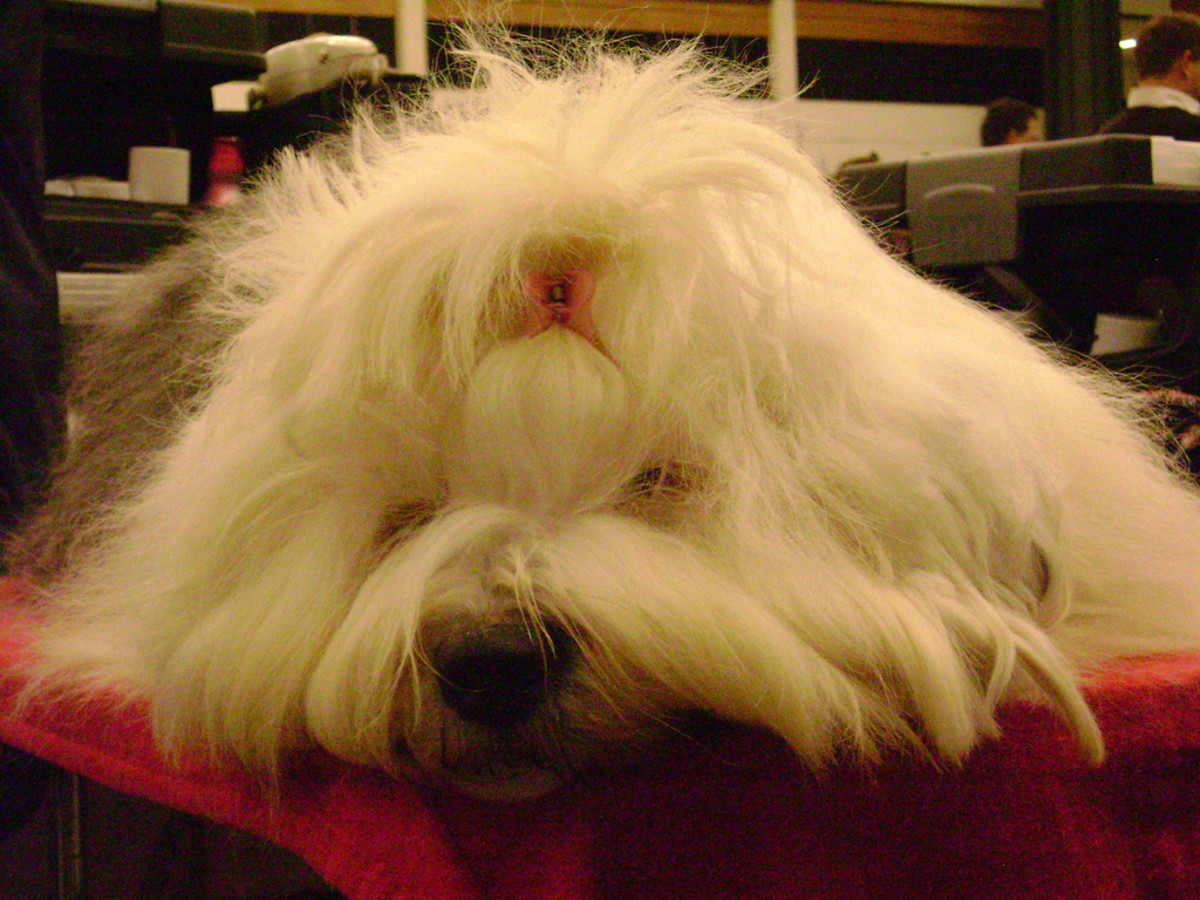 Although bred to herd, the Old English Sheepdog has low prey drive.