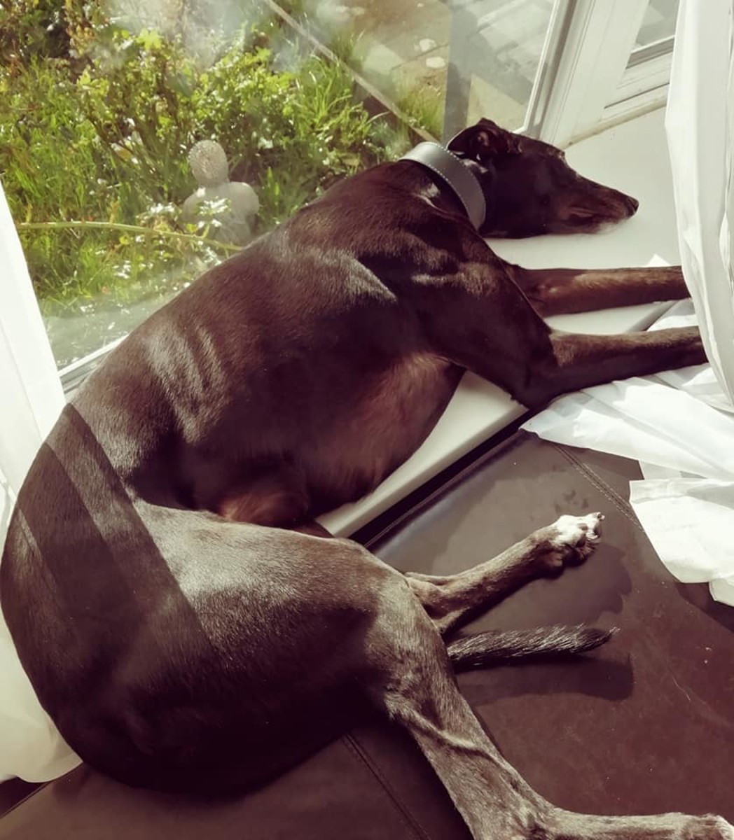 Learn how our adopted rescue greyhound loves to spread out in the sun on the window sill