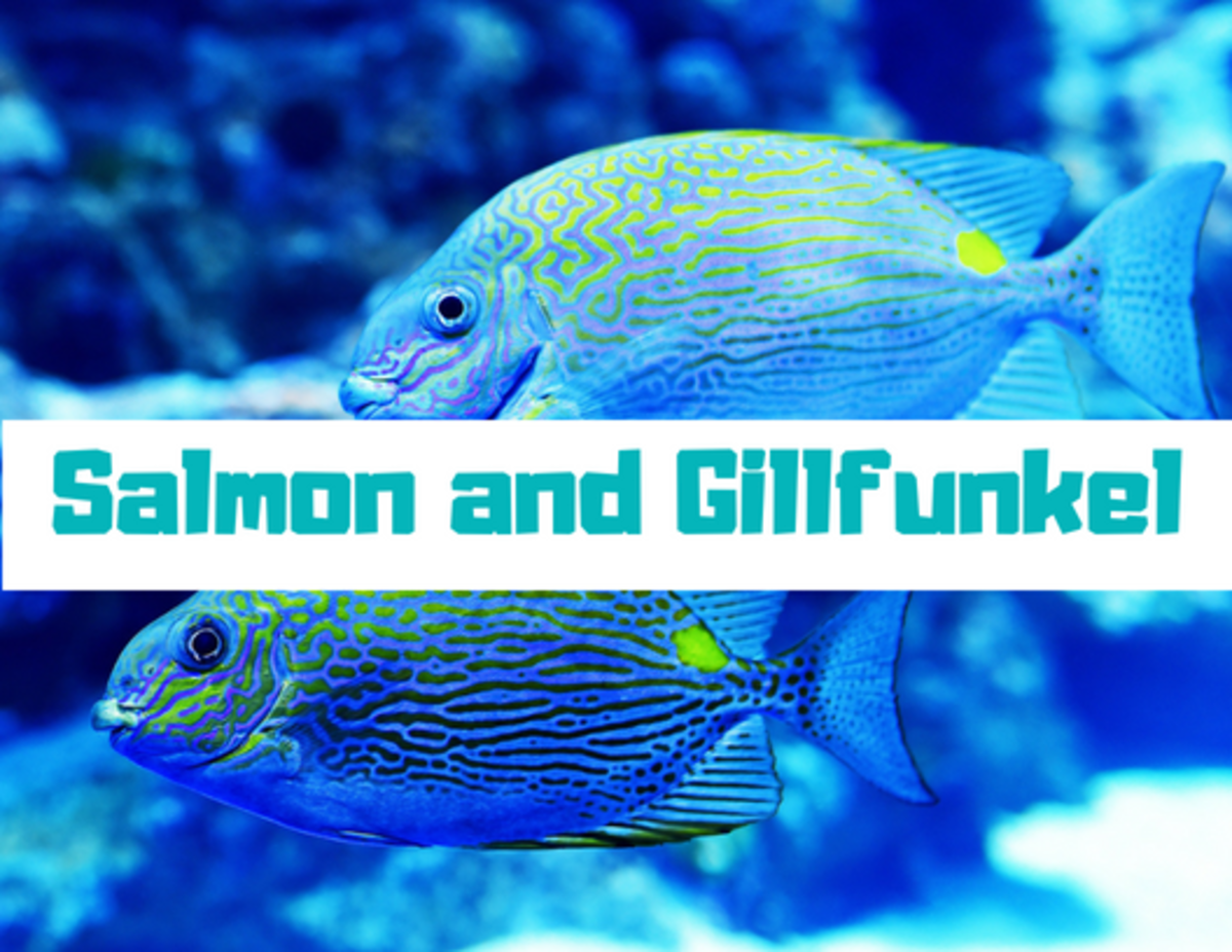 300 Funny And Clever Fish Names PetHelpful