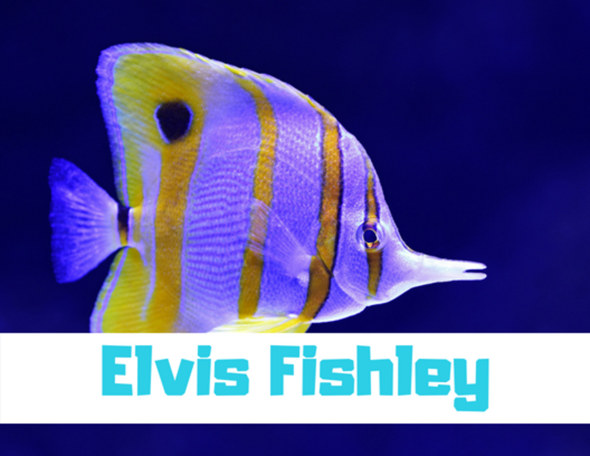 300+ Funny and Clever Fish Names - PetHelpful