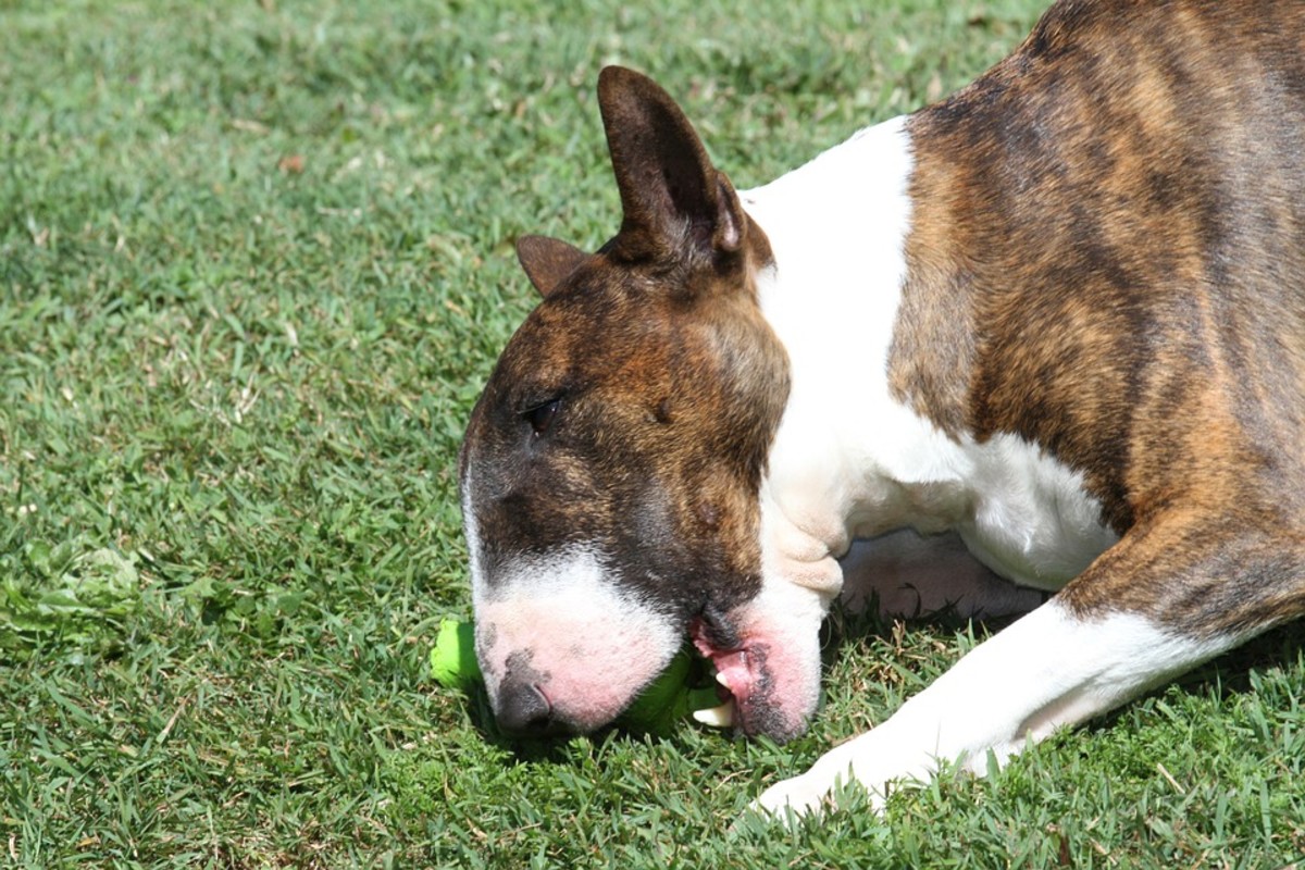 Provide safe toys to encourage constructive play and to keep the Bull Terrier's active mind occupied.