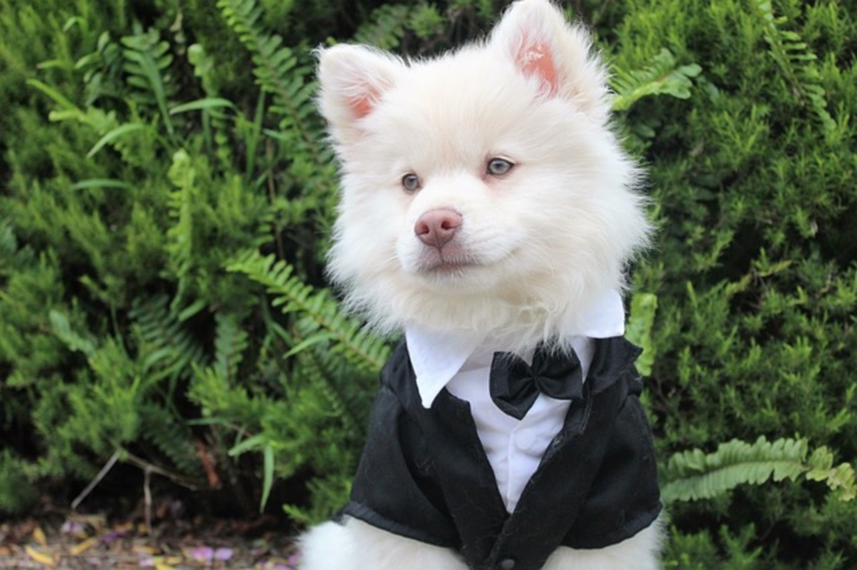 Dog in suit.