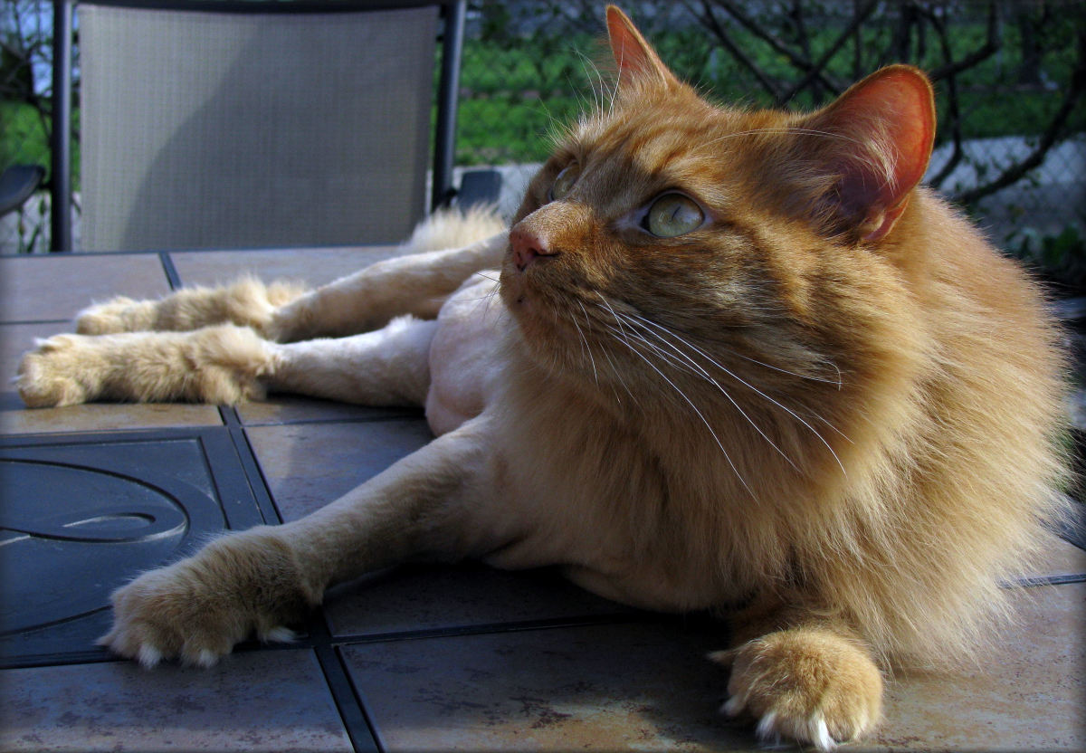 Ginger tabby cat with a lion cut