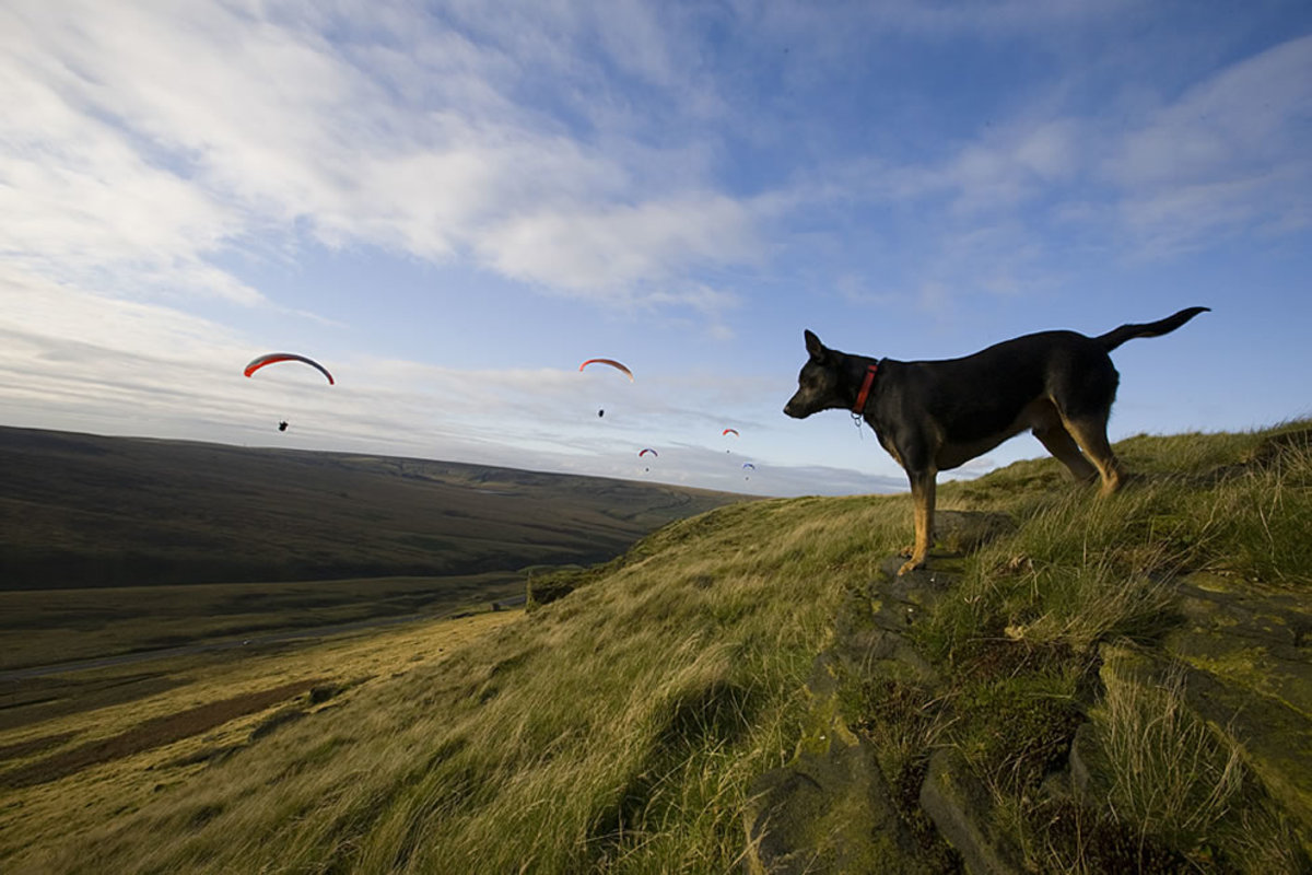 Tod watches paragliders on Pule Hill, England.