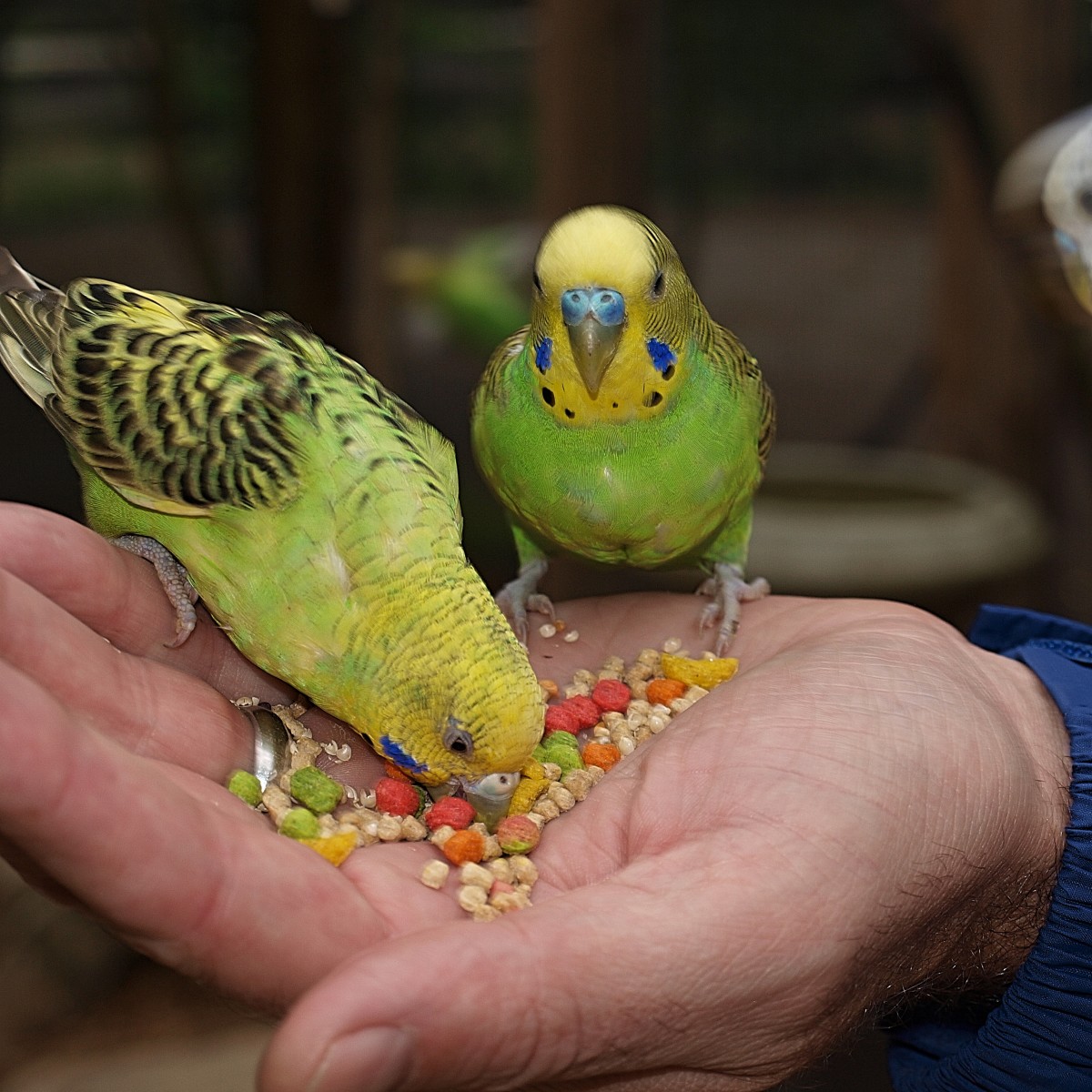 A pair of parakeets