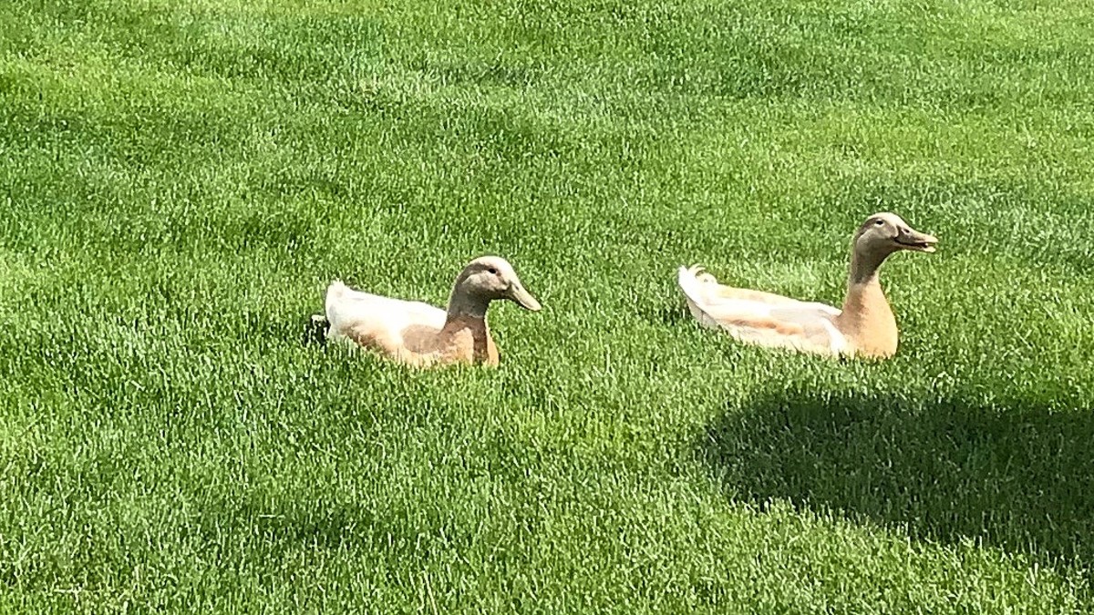 Blonde ducks soaking in the sunshine.