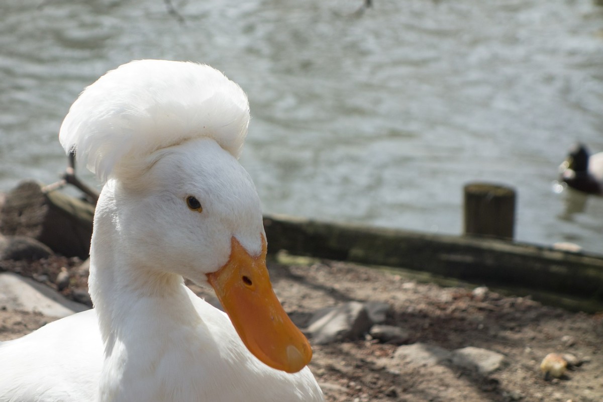 A Typical White Crested Duck