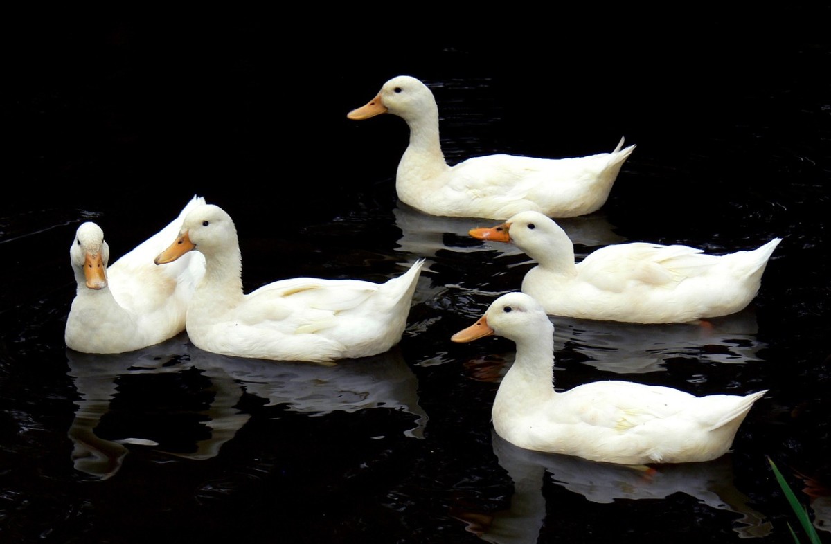 female pekin duck sounds