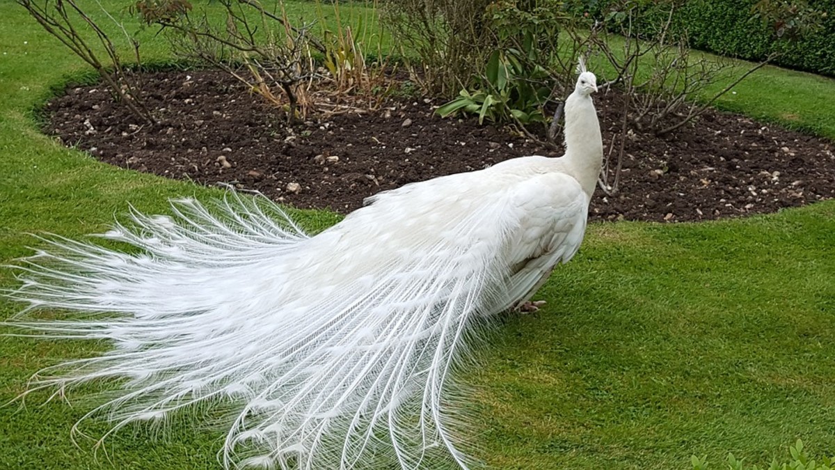 White peacocks remain very popular among keepers.