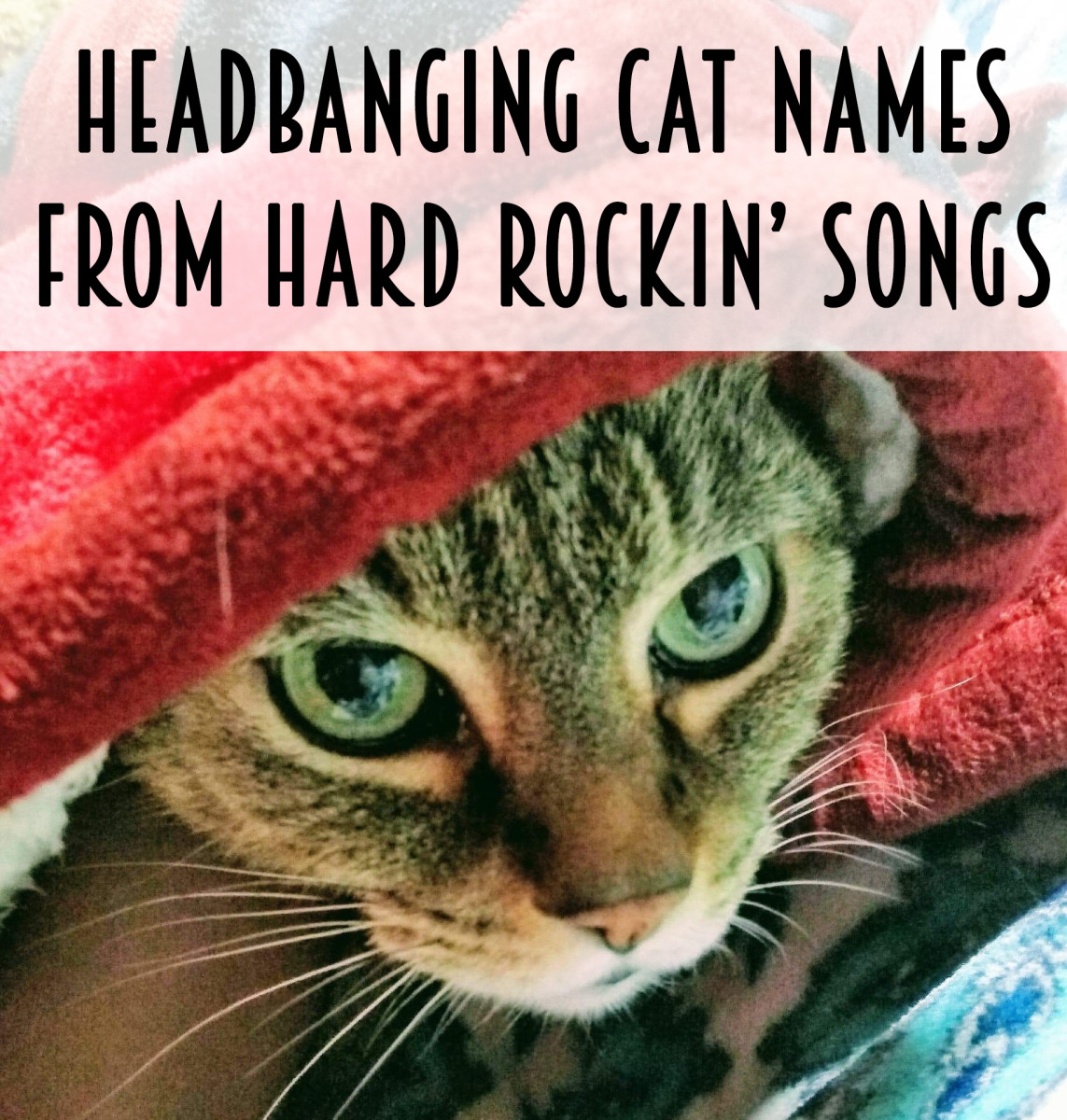 Any headbanging cat deserves a name from this list of hard rock songs.
