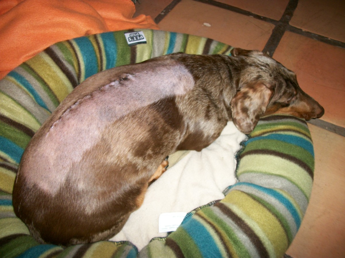 Sebastian in December 2009, shortly after his surgery