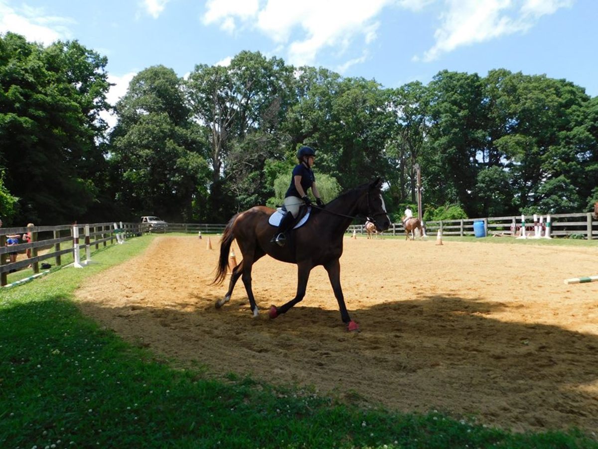 Riding Tips and Tricks Posting on the Correct Diagonal PetHelpful