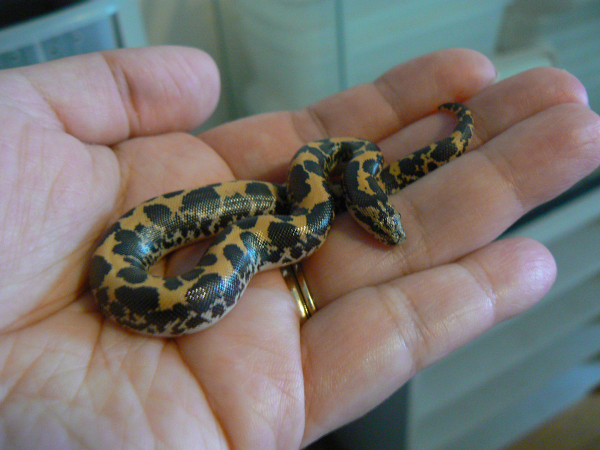 Small And Easy Pet Snakes For Beginners PetHelpful 46 OFF