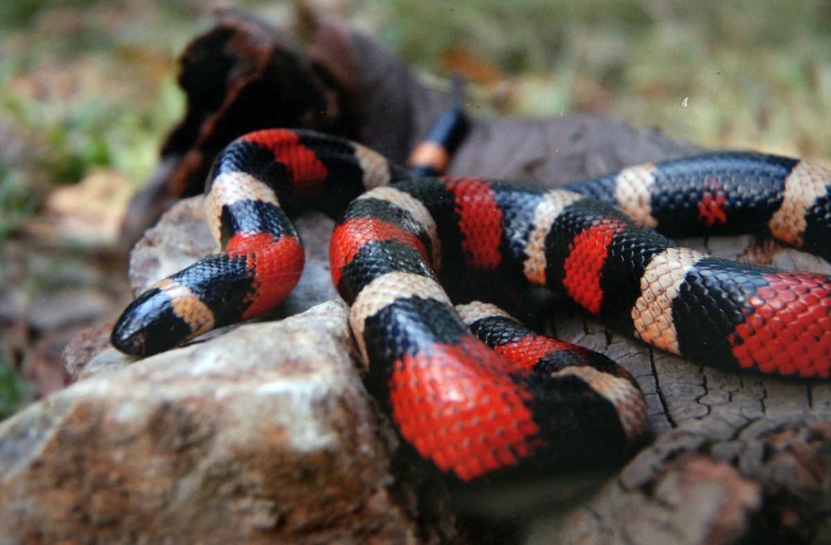 Mexican Milk Snake 
