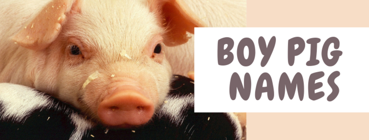 250+ Pet Pig Names For Your Little Piglet (From Albert To Wally) -  Pethelpful