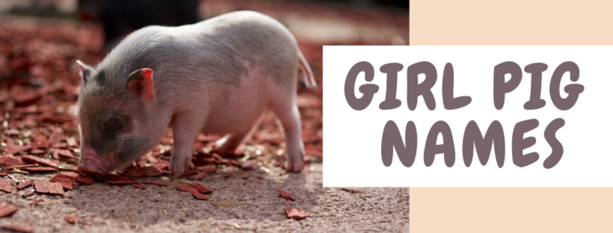 250 Pet Pig Names For Your Little Piglet From Albert To Wally Pethelpful