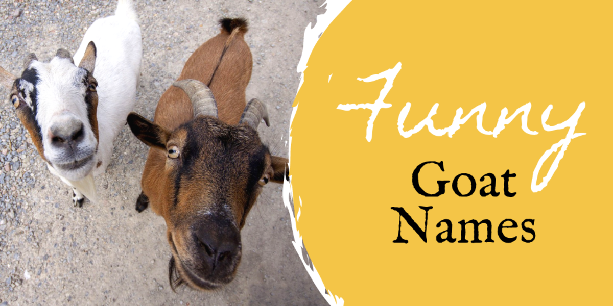 goat-names