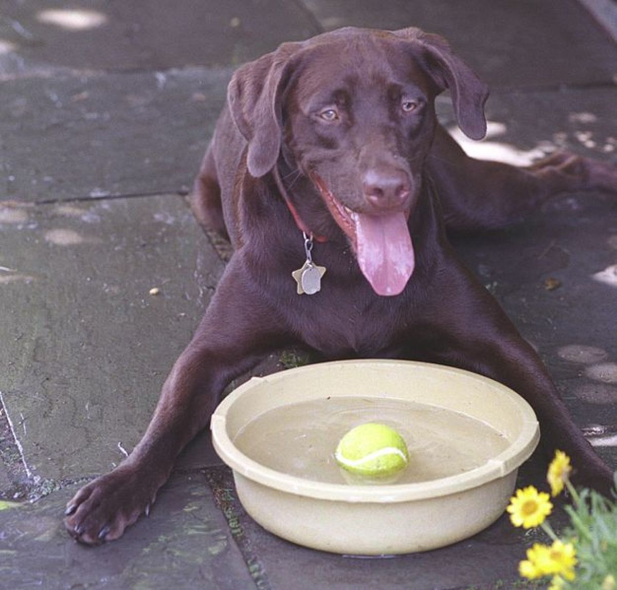 Always make sure your dog has access to a plentiful supply of fresh, clean water.