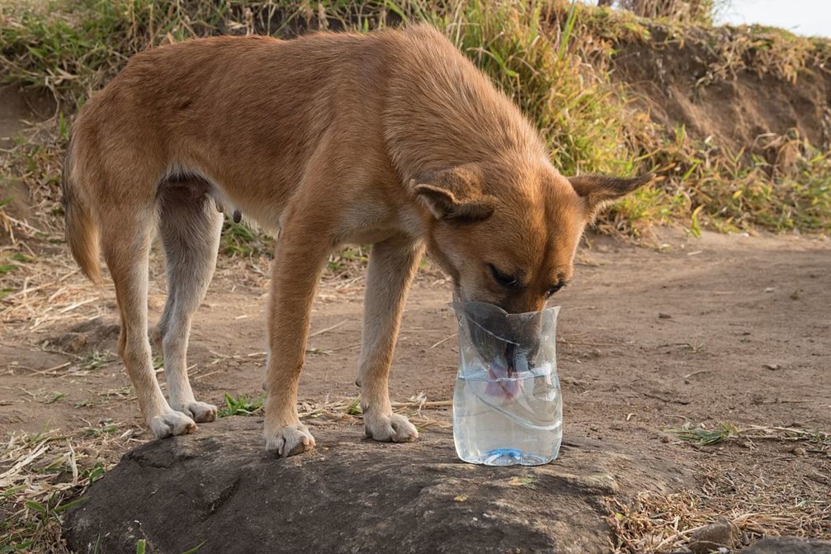 is my dog drinking enough water