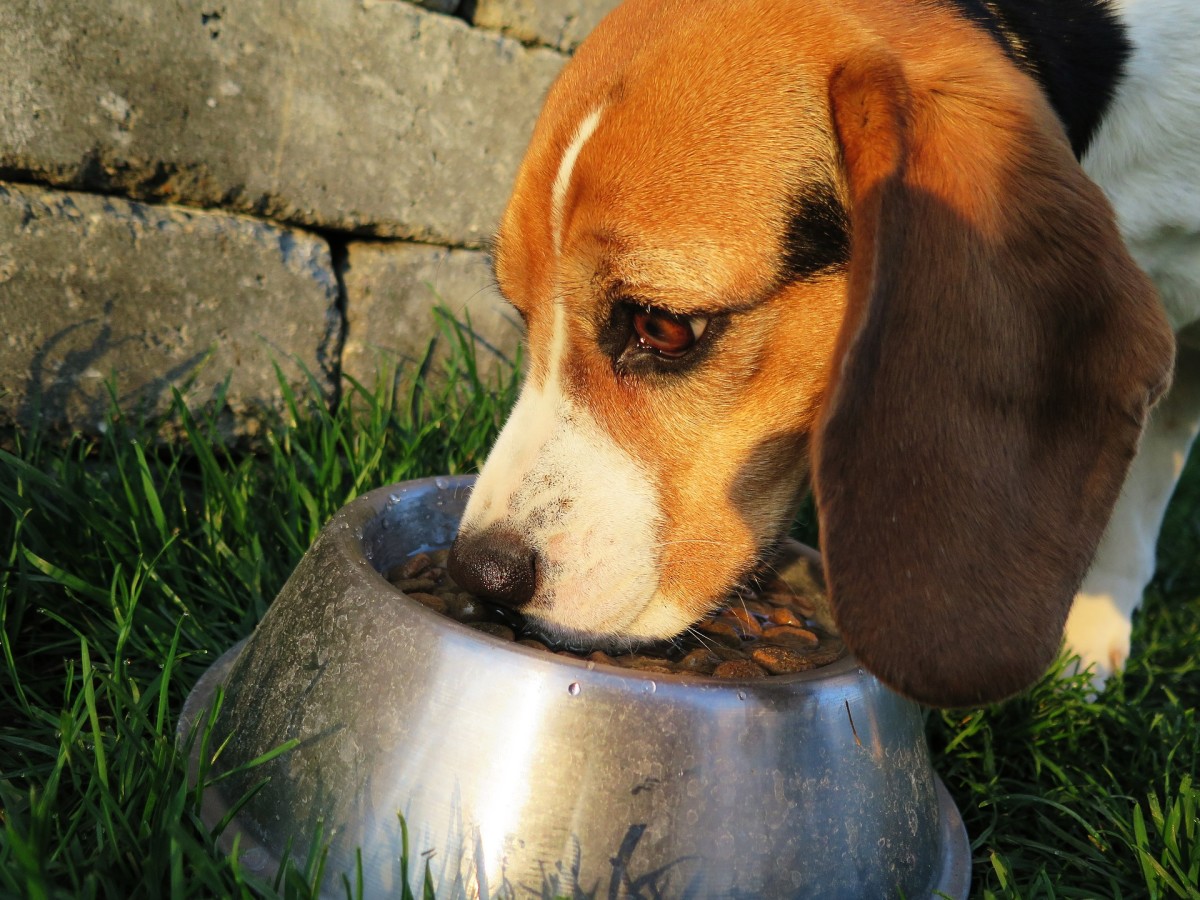 A dog's dietary needs change through his life stages