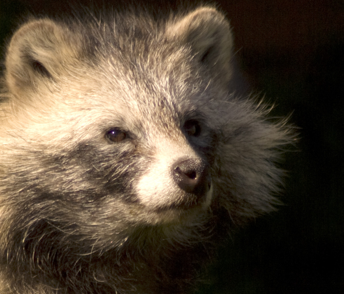 can you have a raccoon dog as a pet