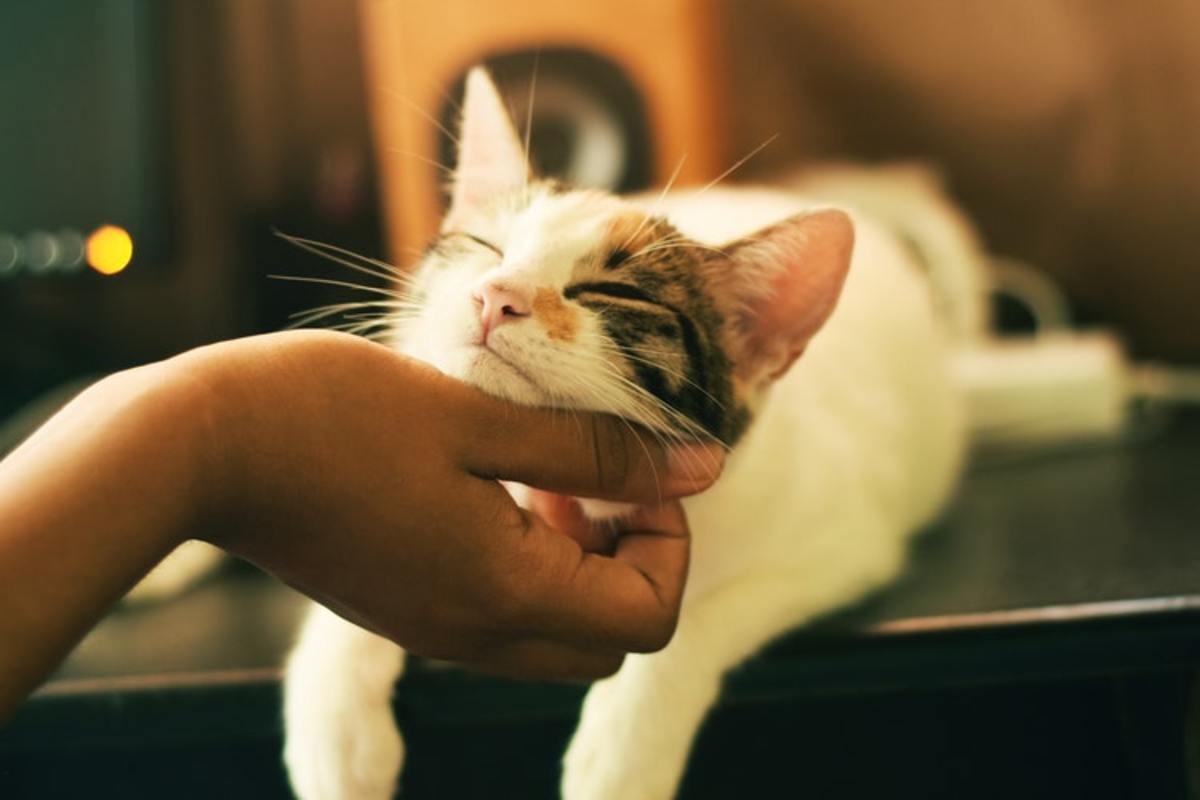 Cats that like human interaction might not mind confinement as much when they receive a lot of attention.