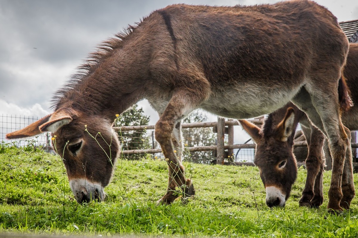 How to Care for Your First Pet Donkey PetHelpful