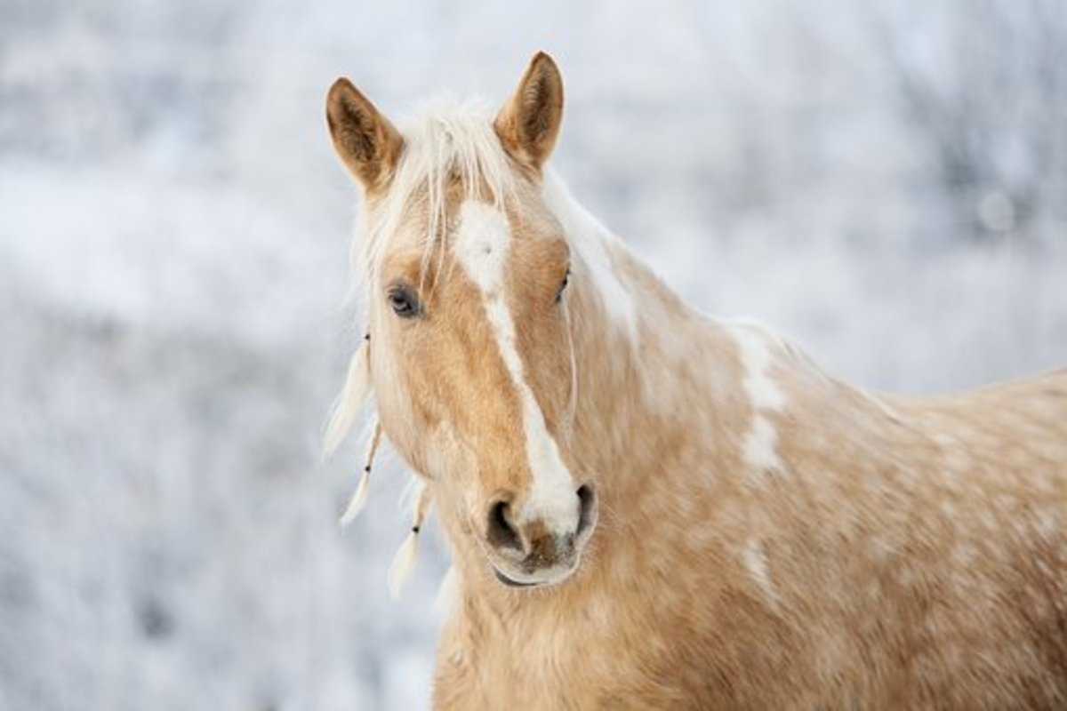 This palomino would make a lovely Polaris.
