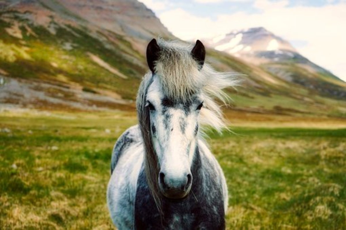 This grey horse has a twinkle in his eye that makes you think he could be a Herschel.