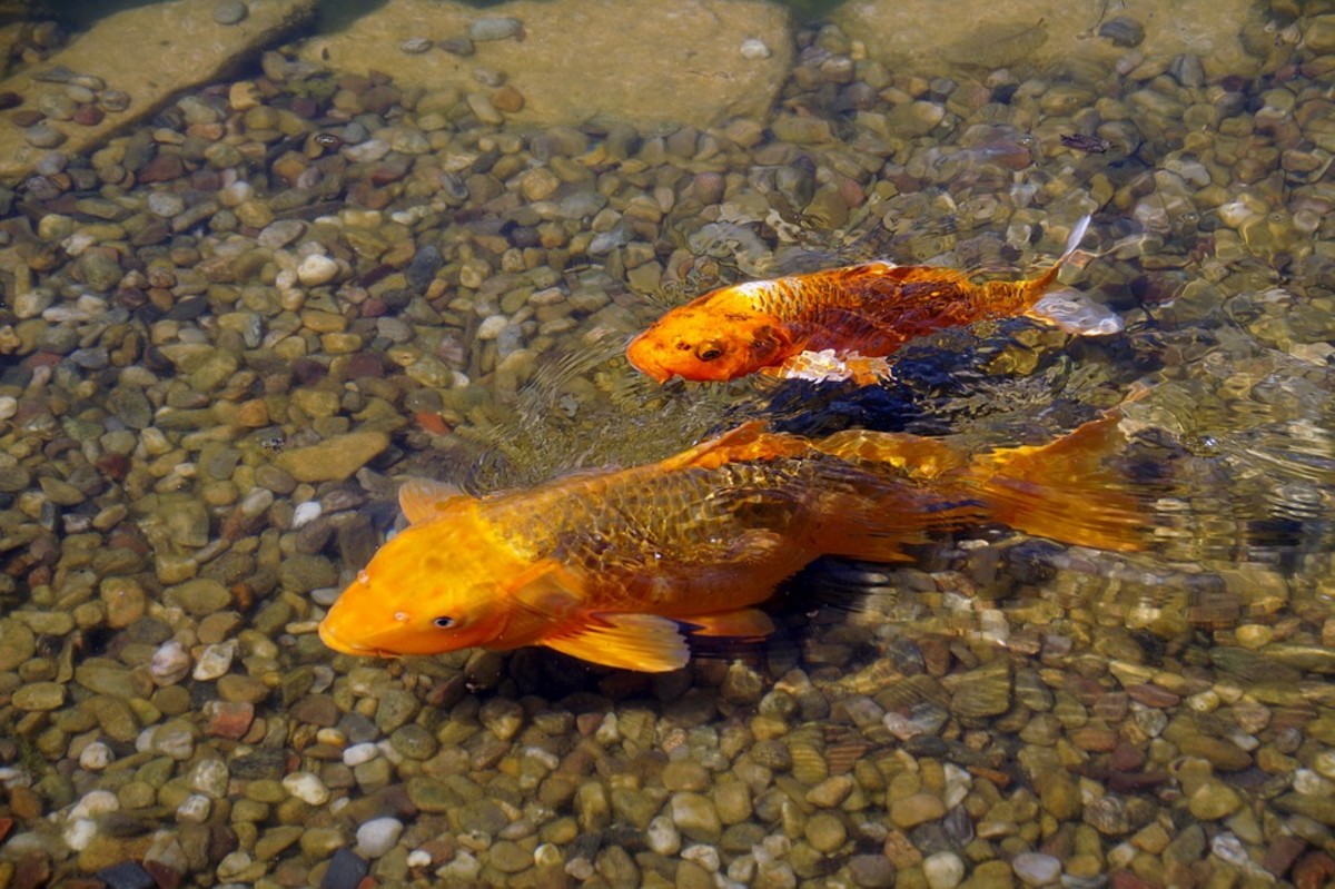 Given enough space, a few companions and the right conditions, koi are easy to keep.