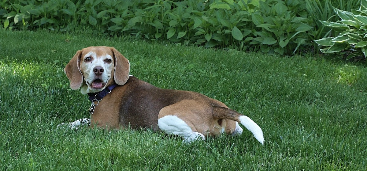 names-for-beagles