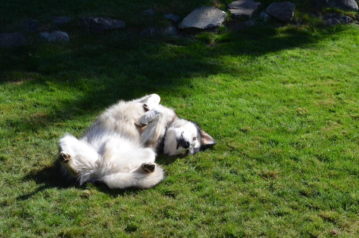 Happiness is a well-trained malamute.
