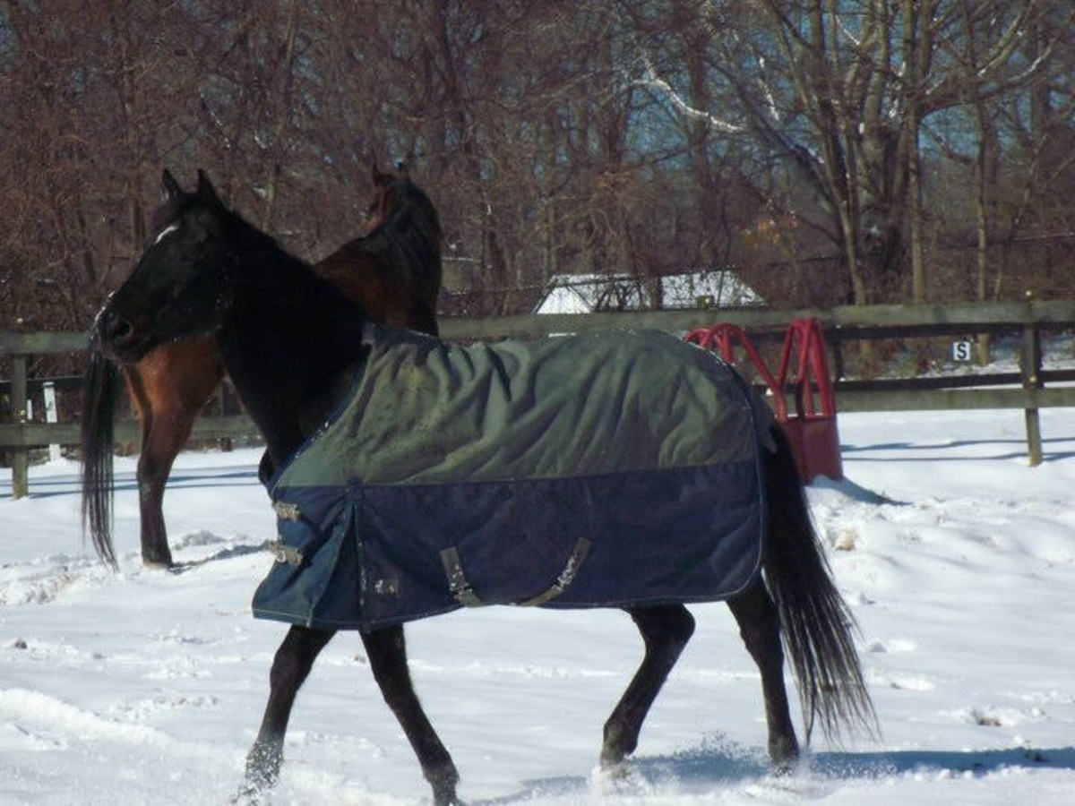 To Blanket or Not to Blanket Your Horse in the Winter? HubPages