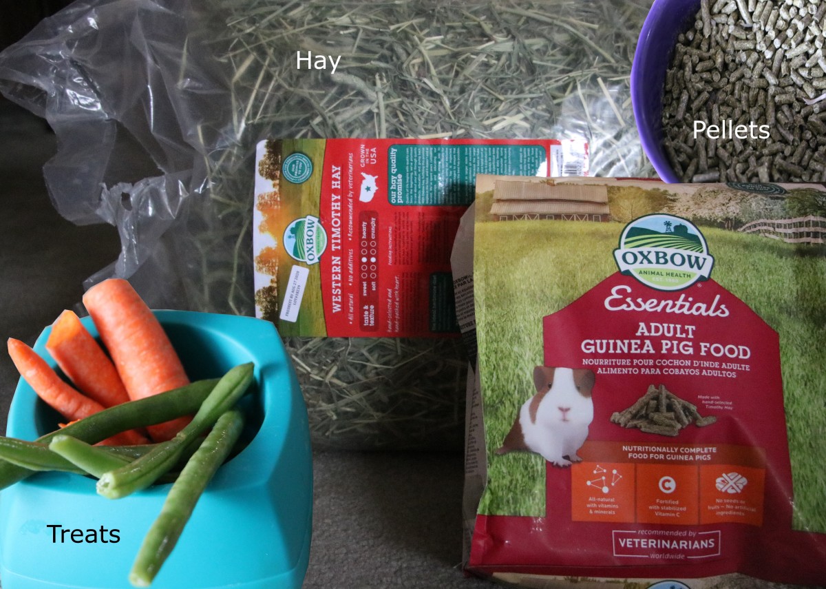 Your pet's diet should consist of mostly hay, with supplemental pellets and fresh vegetables as treats. 
