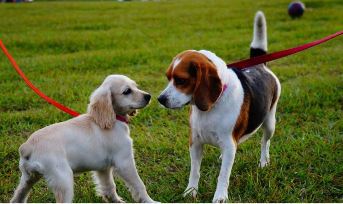 Dogs who get too excited around other dogs on walks likely have a history of reinforcement.