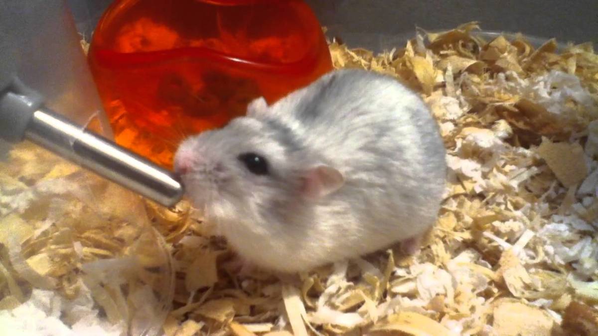 9 Items Your Hamster Needs for a Long and Happy Life