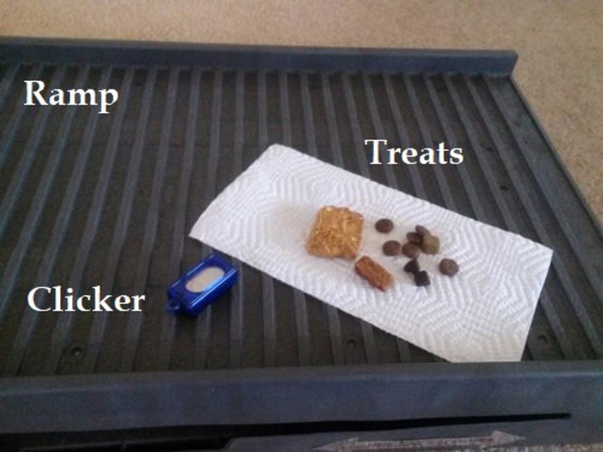 Items to train your dog to use a ramp.