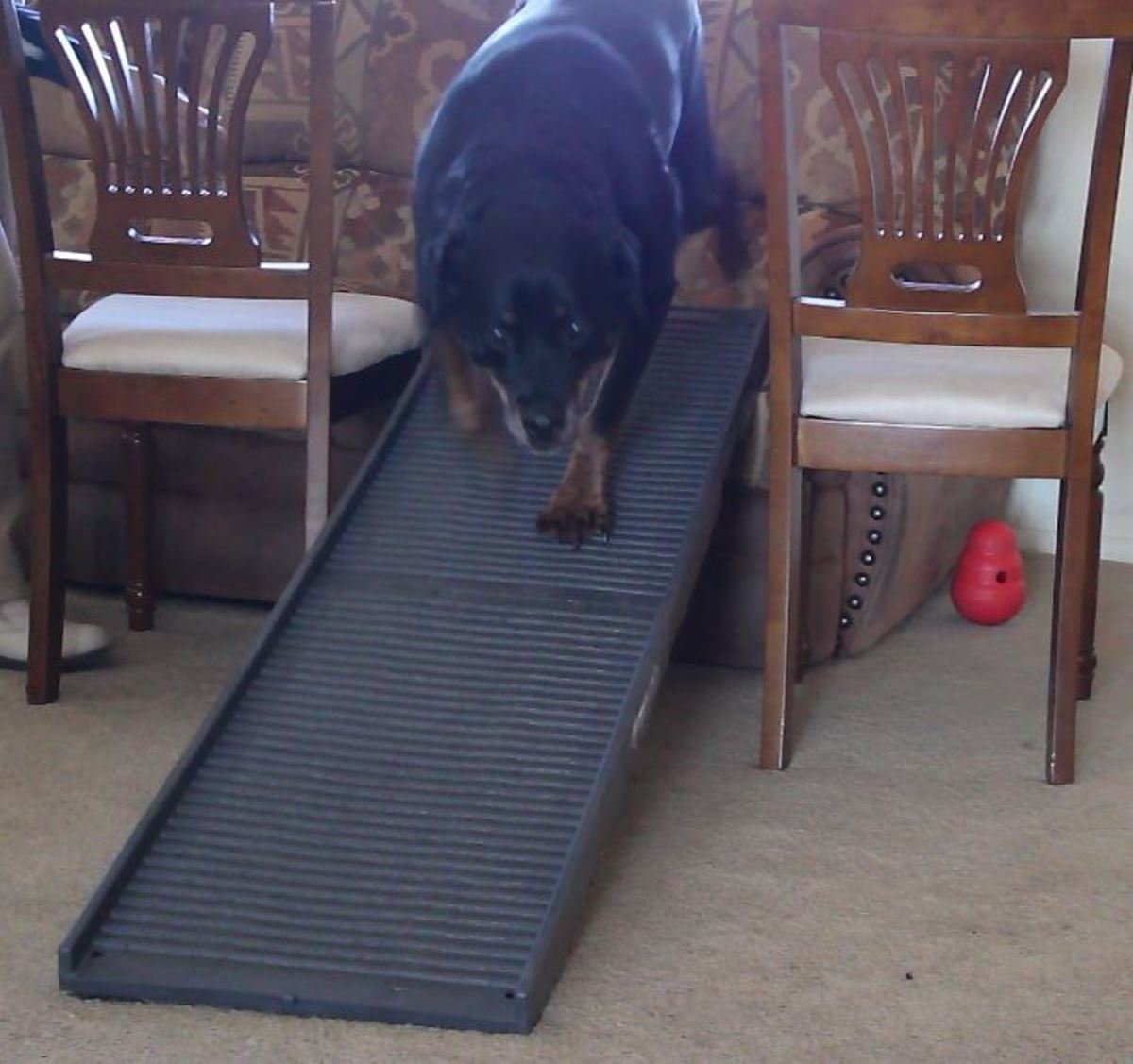 Kaiser practicing with the couch. The chairs here help prevent him from jumping off the sides.