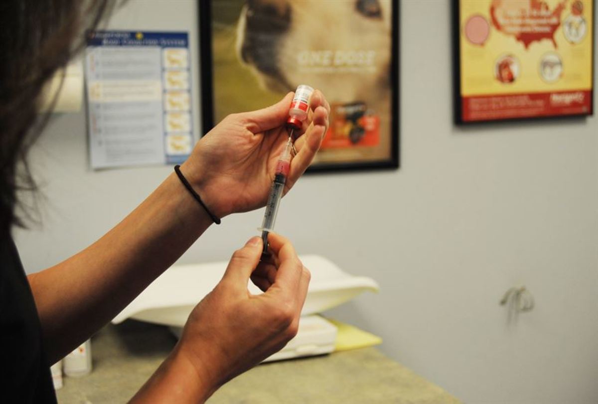how-to-become-an-rvt-or-licensed-veterinary-technician-pethelpful